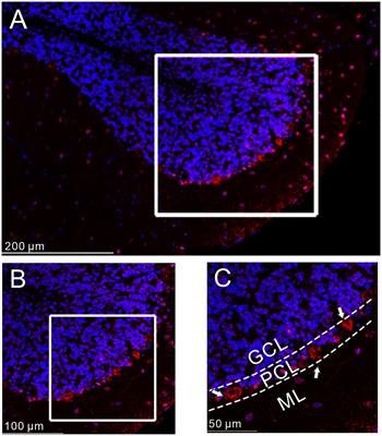 GLP-1 enhances hyperpolarization-activated currents of mouse cerebellar Purkinje cell in vitro